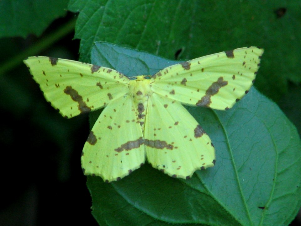 Xanthotype urticaria (Geometridae) (710203846)