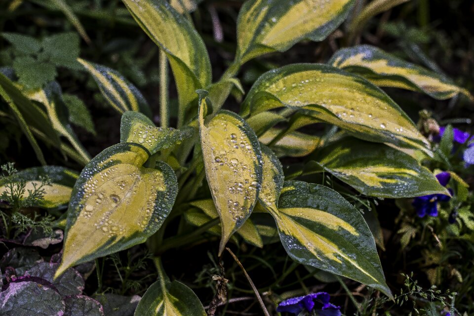 Hostname nature leaves