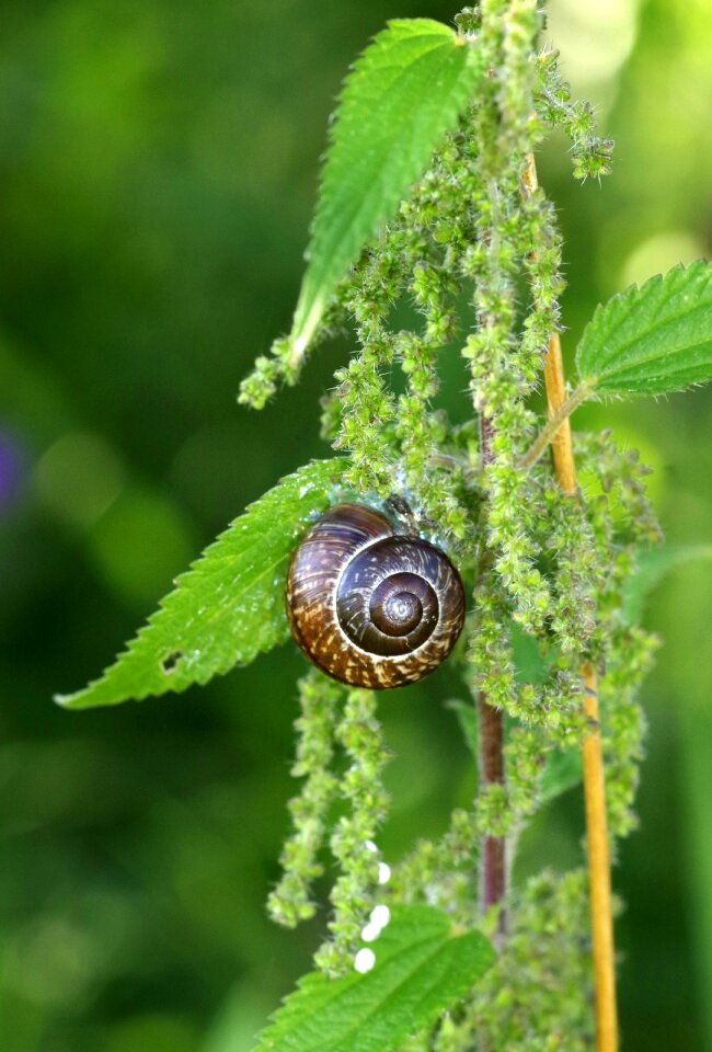 Stinging nettle green nature