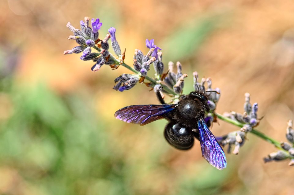 Xylocopa - Abejorro Carpintero (29442428046)