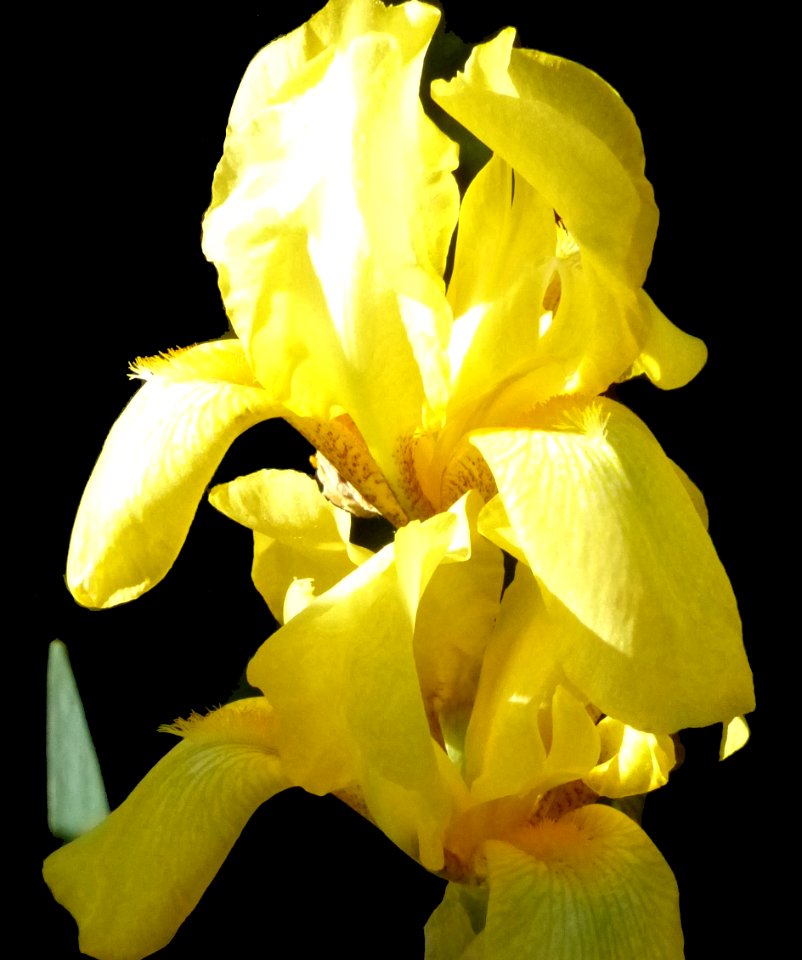 Yellow Iris (42316900022)