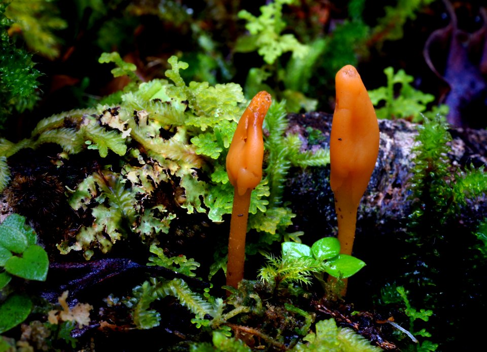 Yellow Earth Tongue (51101064135)