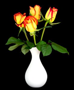 Yellow and Red Roses (50171147443)