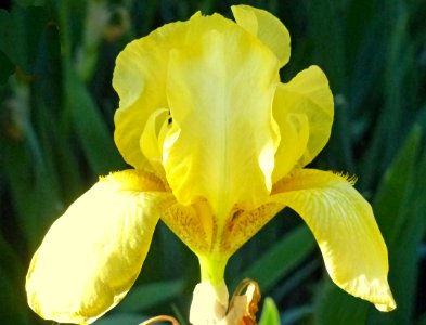 Yellow Iris (28622916428)