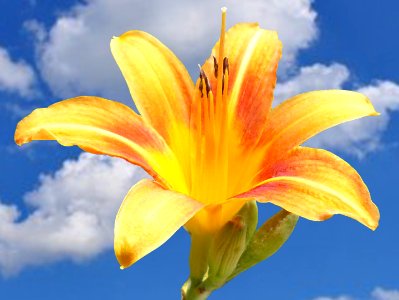 Yellow Lilly (49121968236)