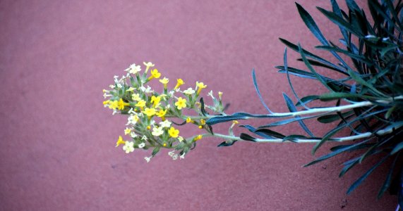 Yellow Cryptantha (35677669835)
