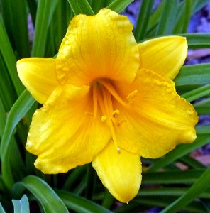Yellow Lilly (41488997564) photo
