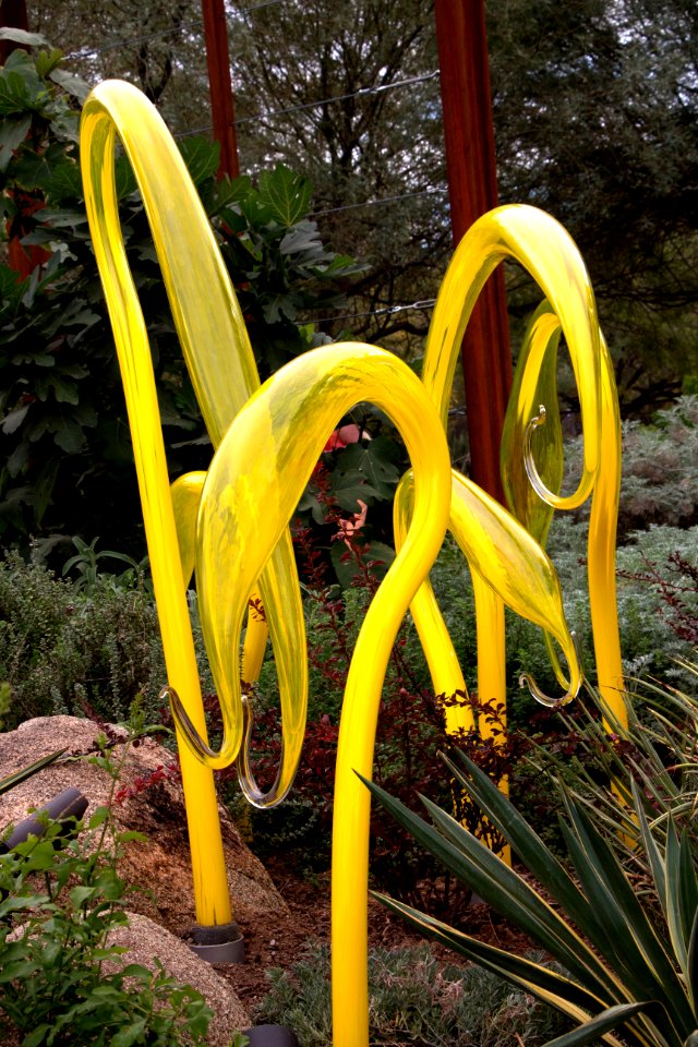 Yellow Herons (10913590113)