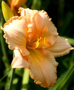 Yellow Lilly (50186276233)