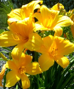 Yellow Lillies (48240262842)