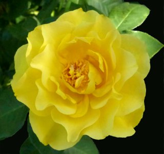 Yellow Rose (49594148006)
