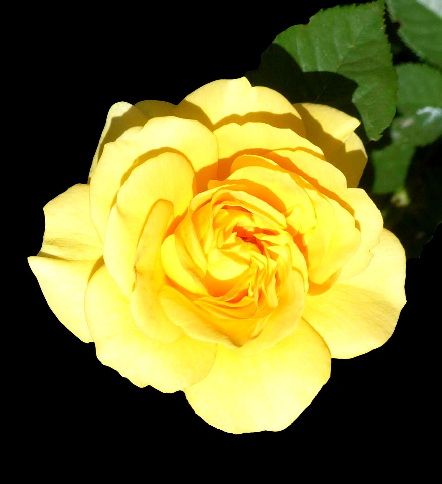 Yellow Rose (49276311351)