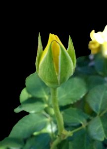 Yellow Rosebud (40710018730)