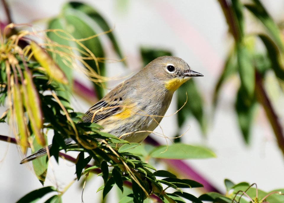 Yellow rumped warbler at Seedskadee National Wildlife Refuge (51536374383)