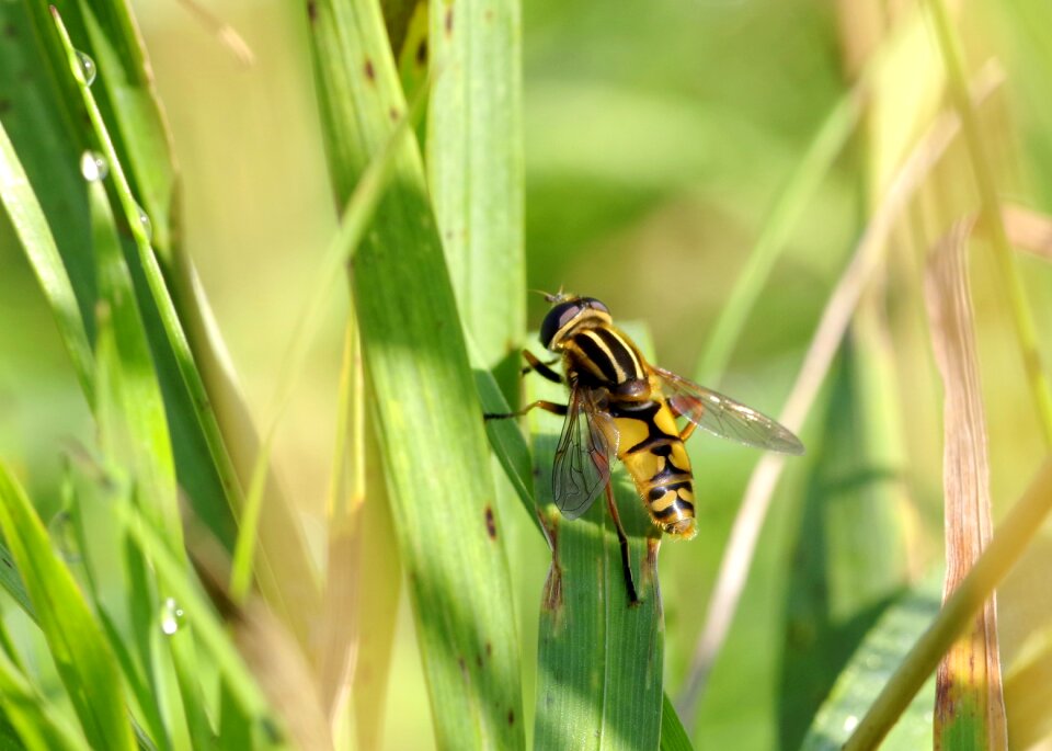 Strips camouflage bee