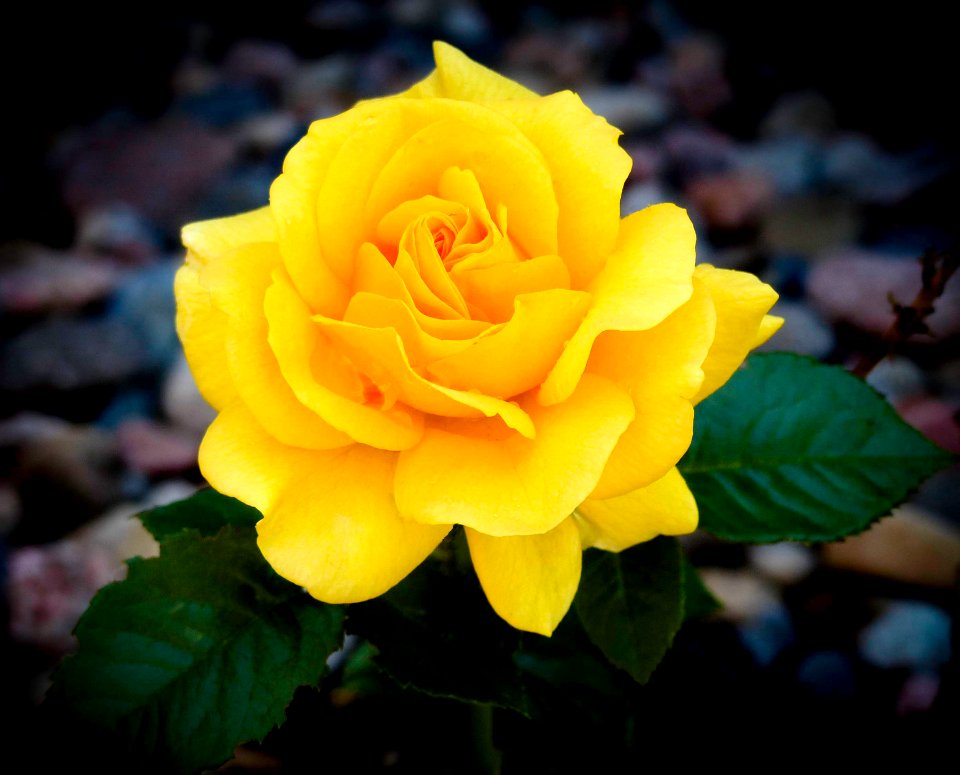 Yellow Rose (48906798447)