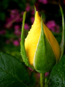 Yellow Rosebud (50135112853)