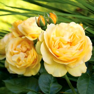 Yellow Roses (49993510326)