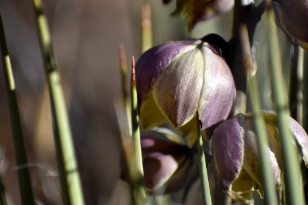 Yucca close-up (34837398894)