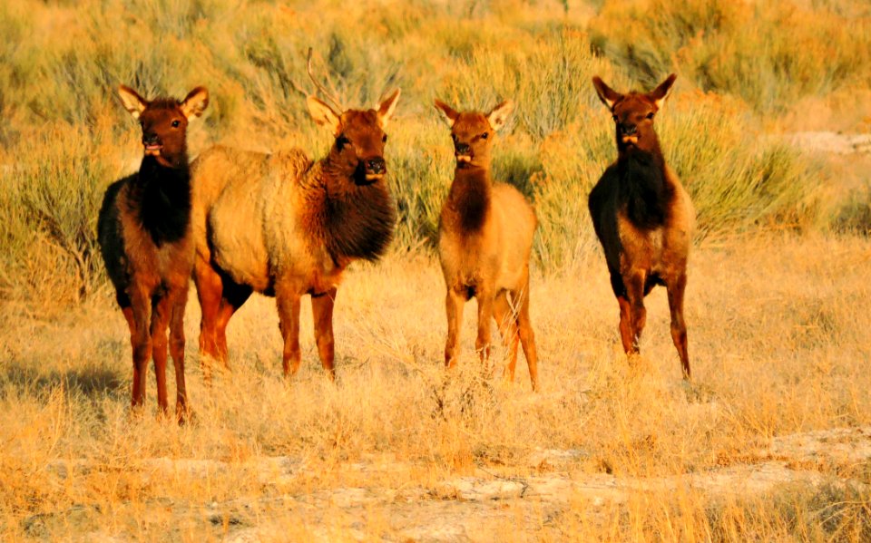 Young Elk in Grasslands West of Dunefield (41136363004)