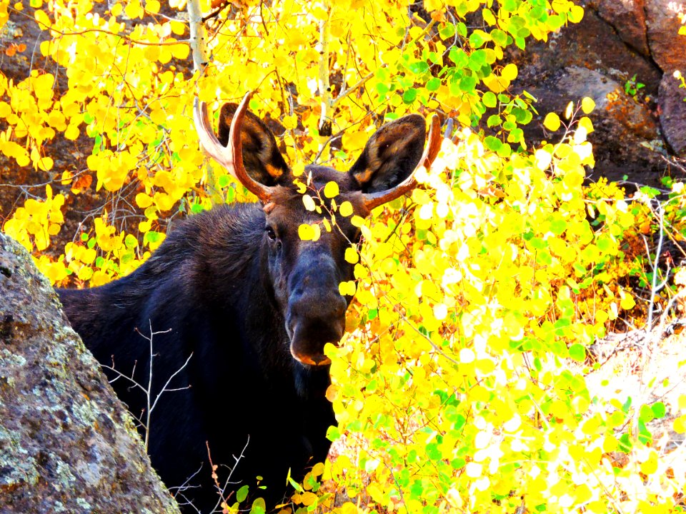 Young Moose in Aspens (29512368654)