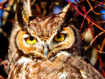 Young Great Horned Owl (30699171857)