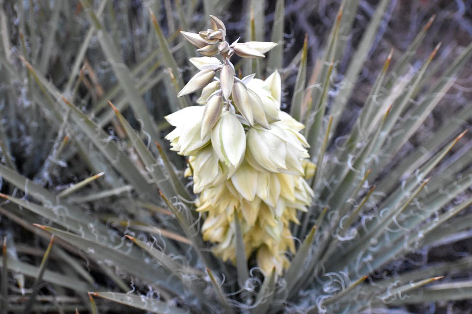 Yucca in Bloom (34867827443)