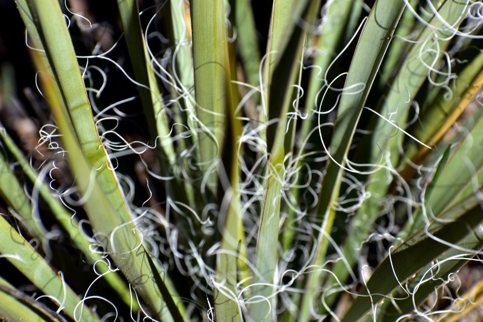 Yucca Close-up (34836633514)