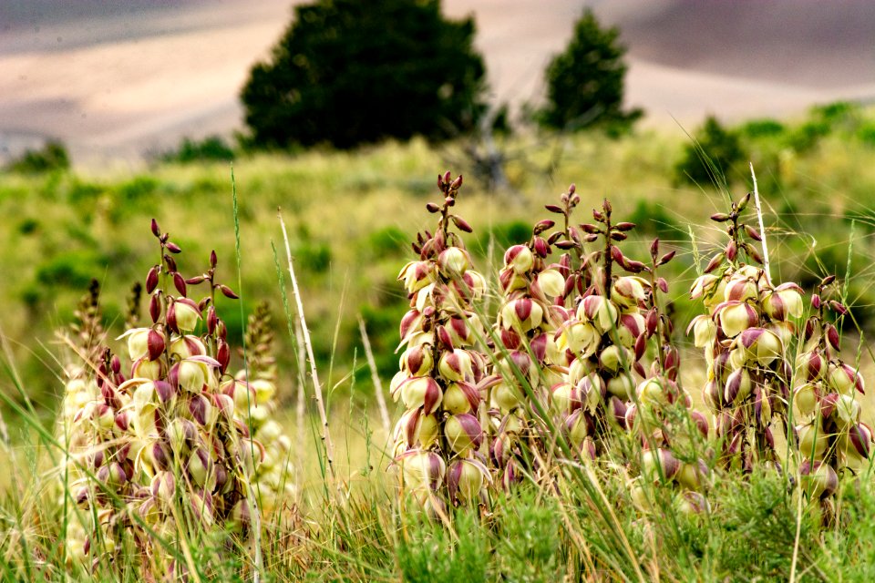 Yuccas in Blossom (48499218237)