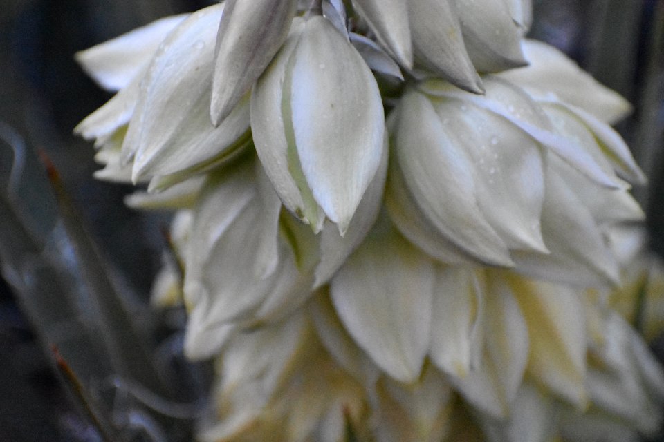 Yucca Rain (34836044484)