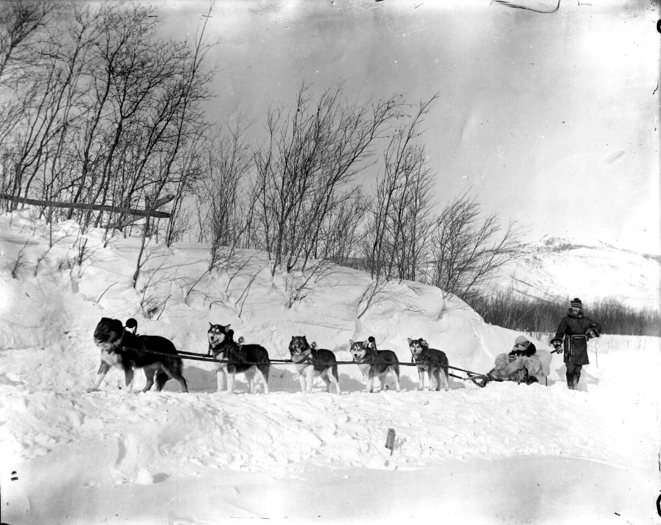 Yukon dog team of huskies and driver in the 1900's (50569582841)