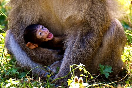 Endangered species monkey mountain salem animal