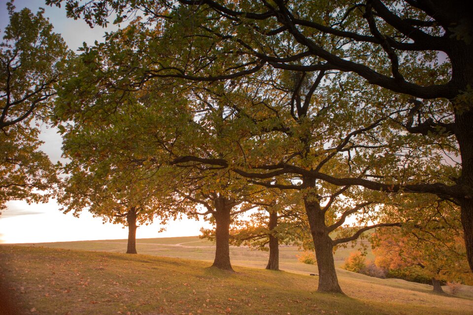 Landscape branches leaves