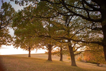 Landscape branches leaves