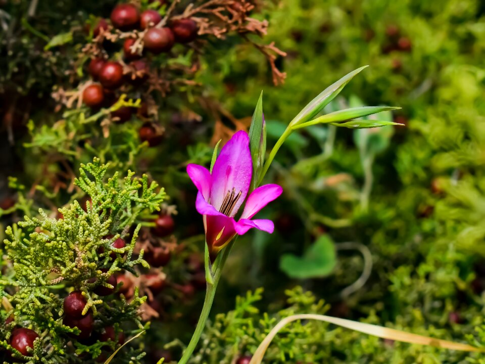 Flora plant spring photo