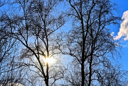 Winter tree deciduous silhouette photo