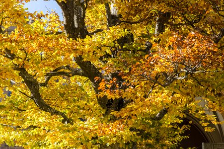 Nature golden autumn autumn mood photo