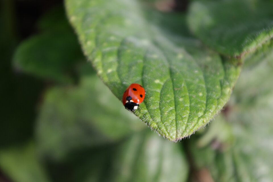 Garden wildlife summer