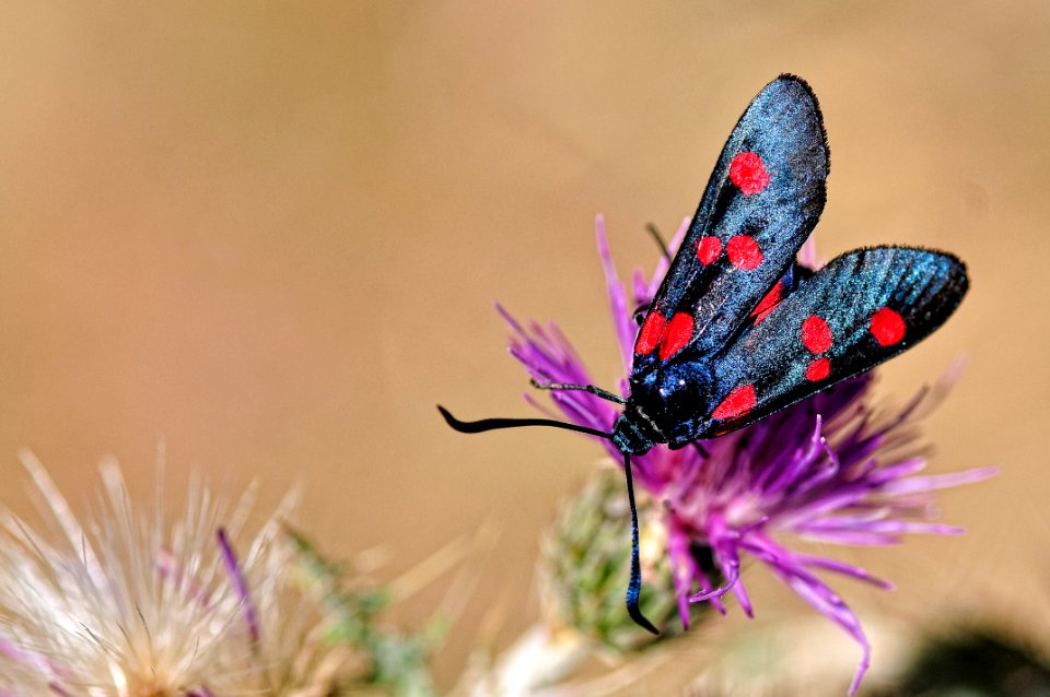 Zygaena lavandulae - Zigenia de cinco puntos (20567347470)