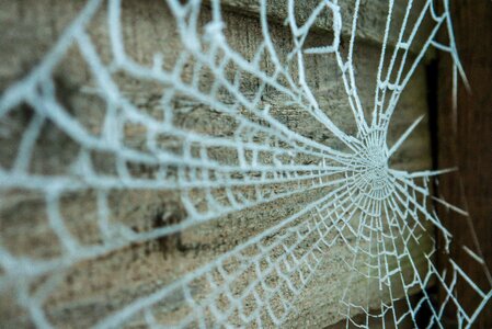 Pattern trap spiderweb photo