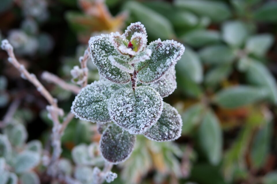 Rime leann cold morning