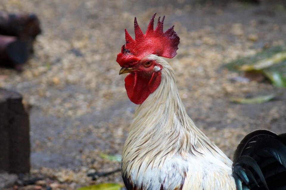 Gallo laying hens feathers