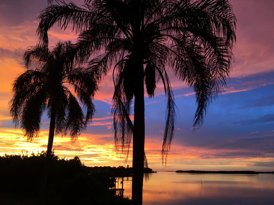 Palm trees clearwater tampa photo