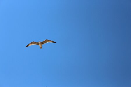 Flight outdoors gull photo