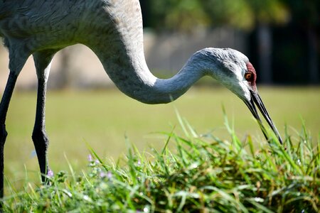 Nature animal wild