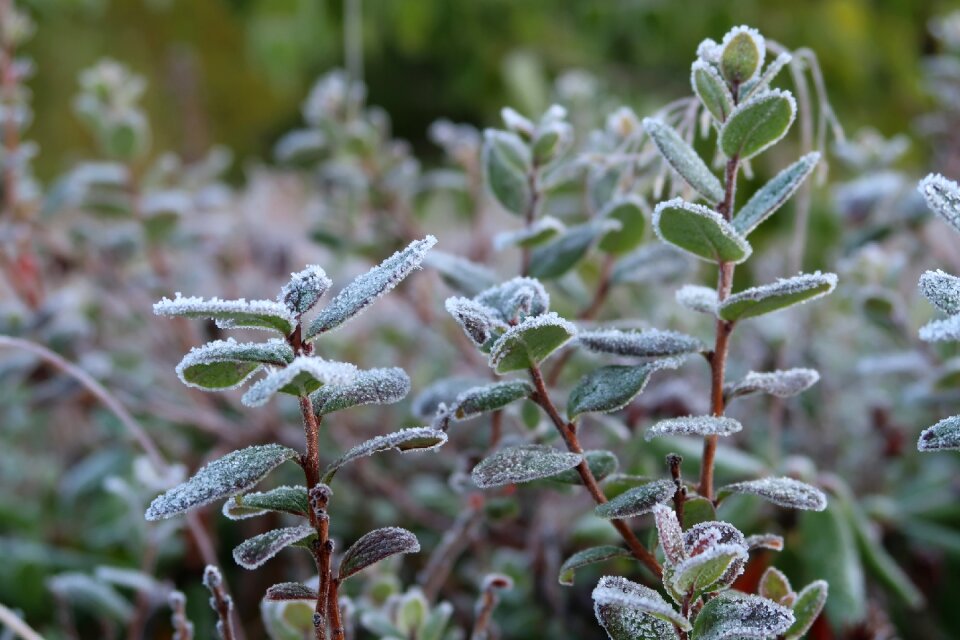 Rime leann cold morning