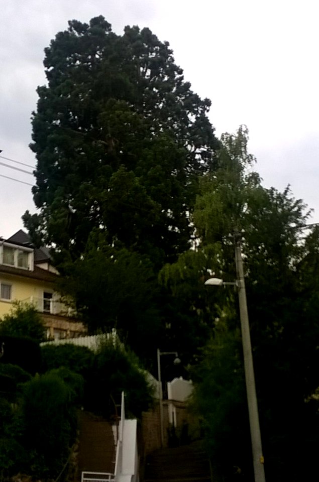 2 Mammutbäume Gutbrodstr 101