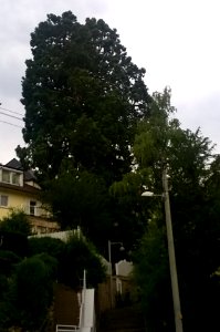 2 Mammutbäume Gutbrodstr 101