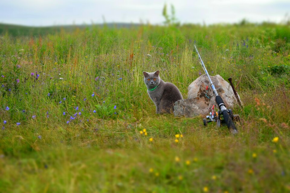 Cat pet peninsula kola