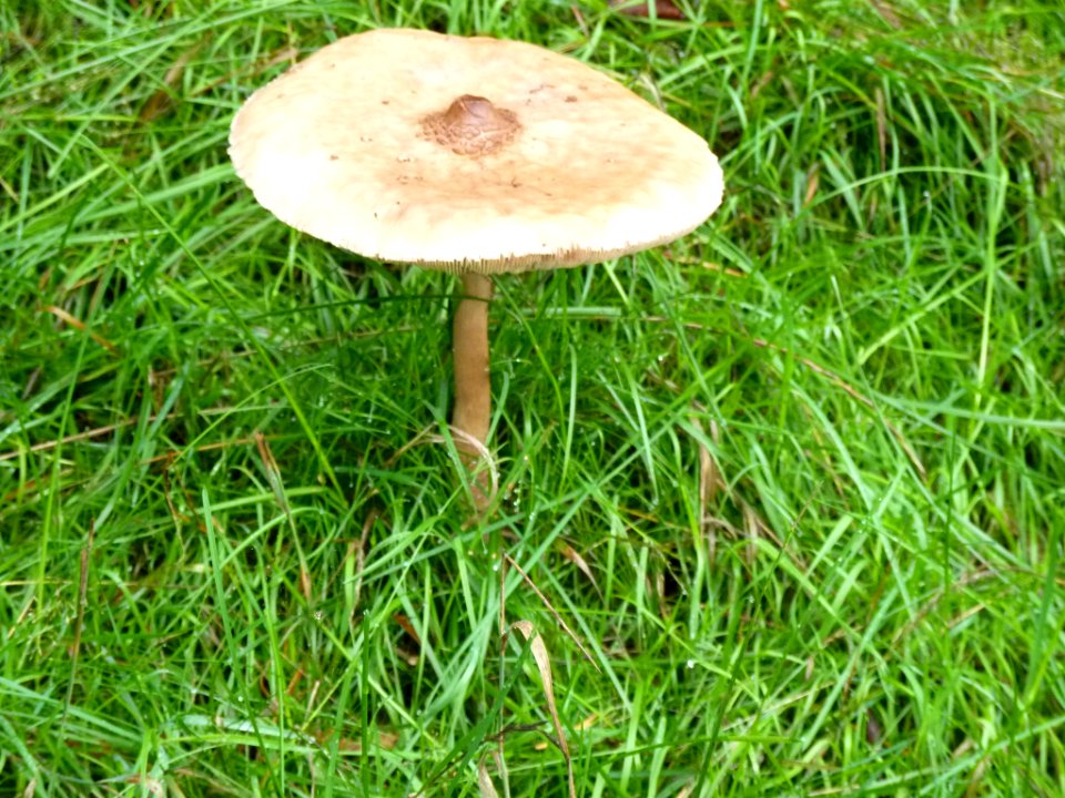 2010-08-18-Golf-Senne-Fungus